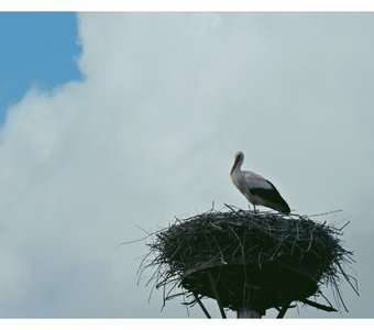 Страж гнезда