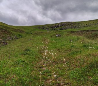 По тропе из одуванчиков