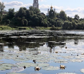 Белые лилии на реке Тезе.