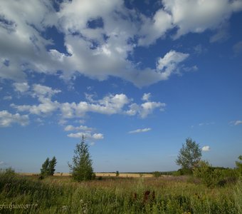 Лесостепь, середина лета (2)