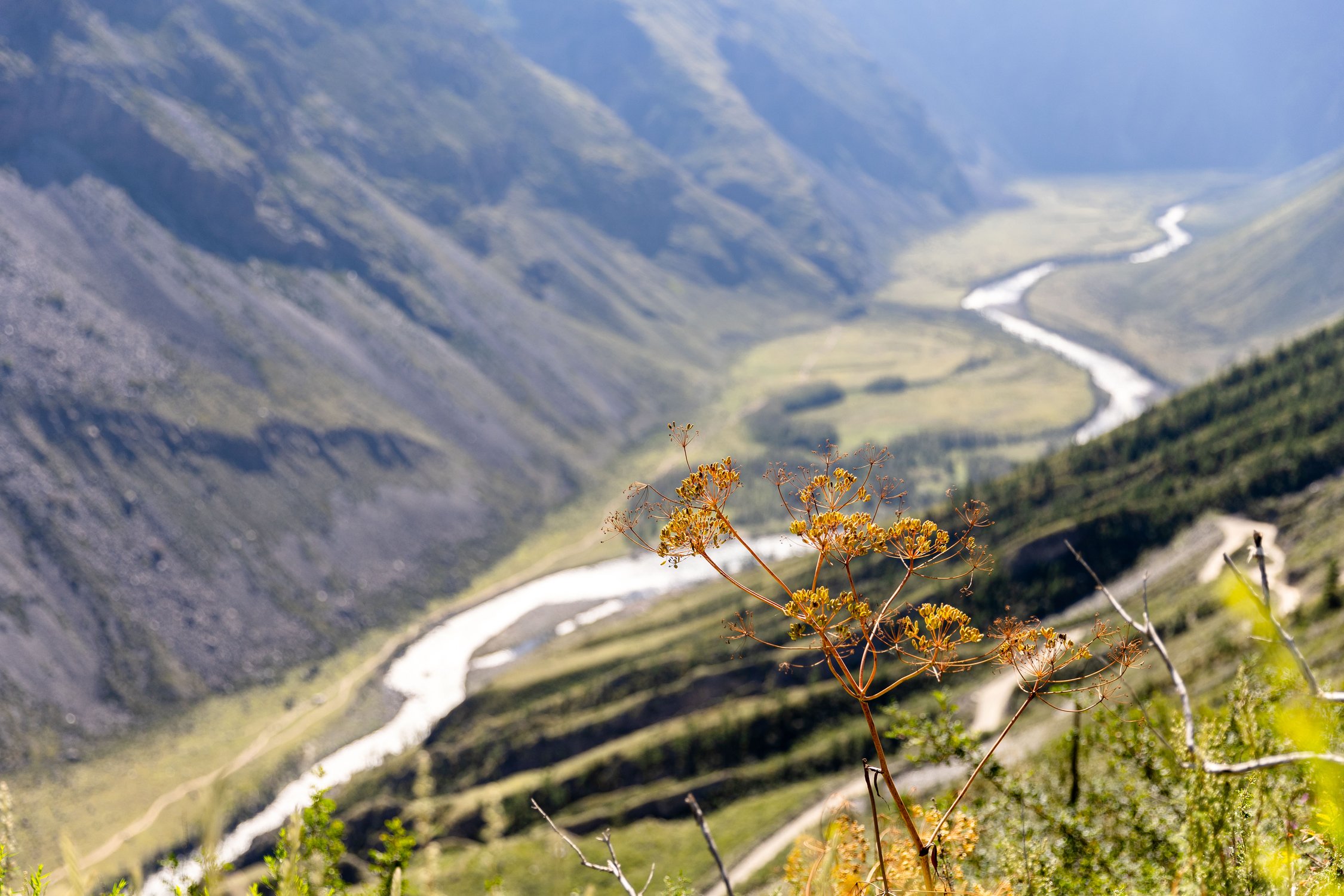 Утро Чулышманской долины