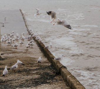 Природа России