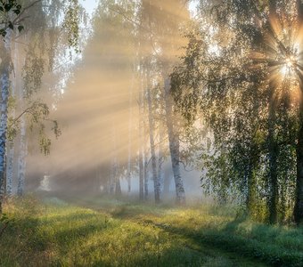 Магия берёзовой аллеи.