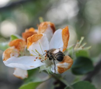 Апрельская яблоня