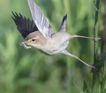 Северная бормотушка (Iduna caligata)