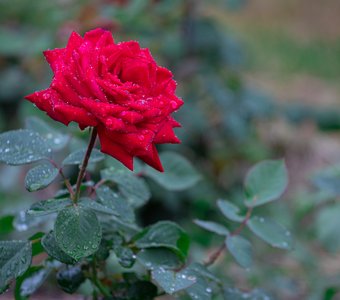 После дождя