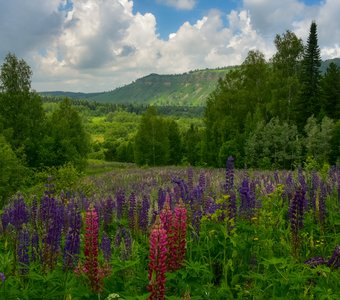 Царство люпинов