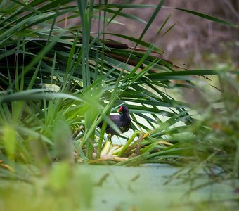 Болотная курочка