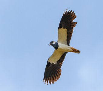 Летящий чибис