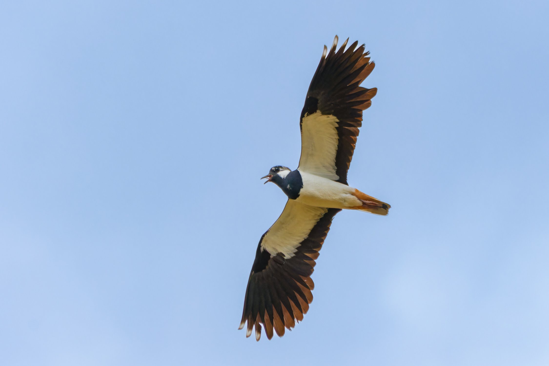 Летящий чибис