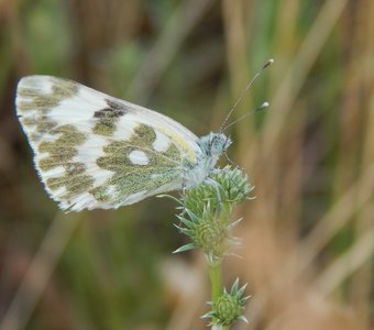 Белянка рапсовая наслаждается миром вокруг
