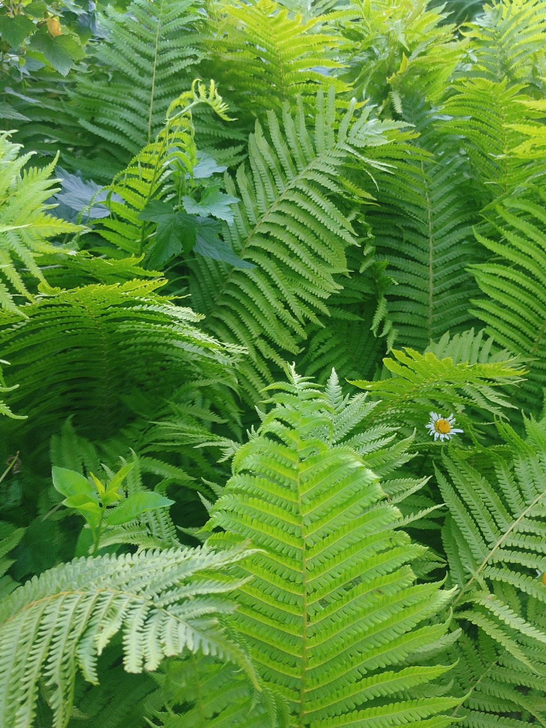 Свой среди чужих