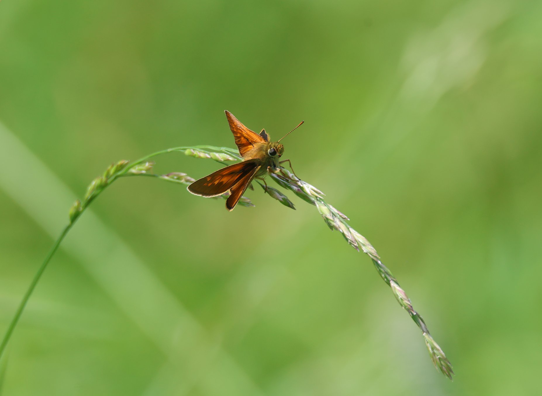Толстоголовка
