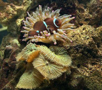 Подводный мир