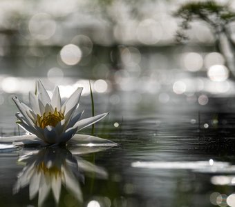 Белая кувшинка