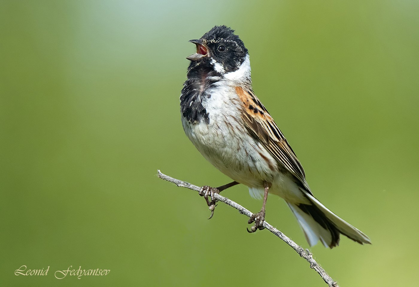 Поющий Камышник