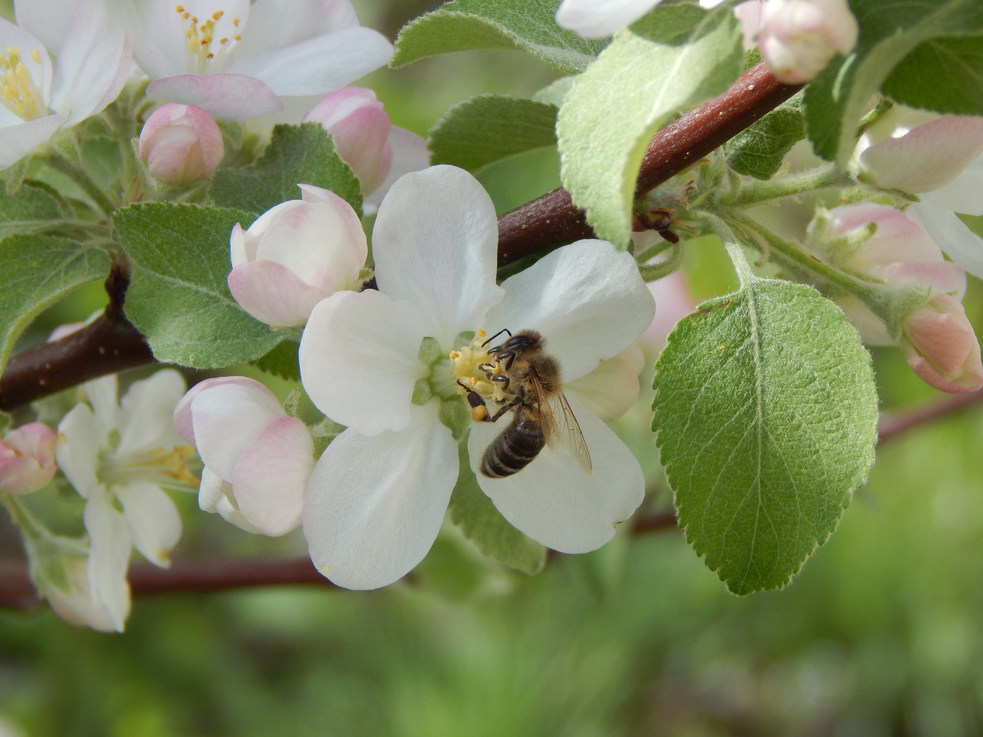 Пчела за работой