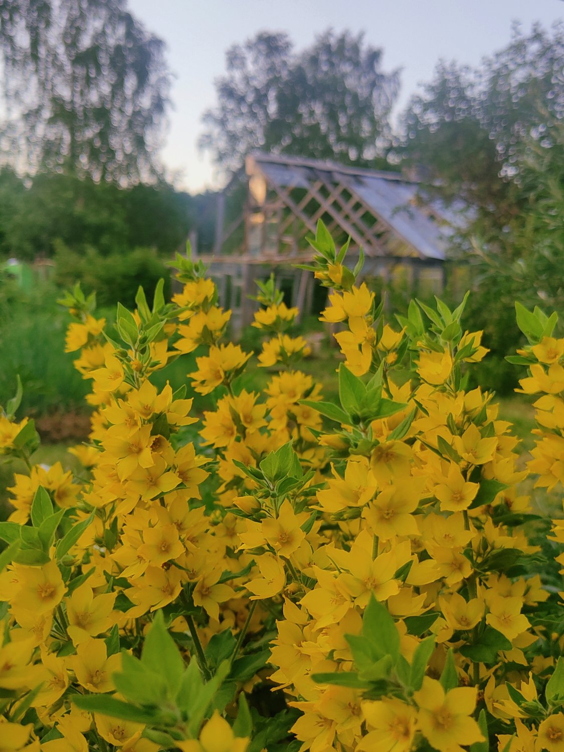 Теплица тети Люды