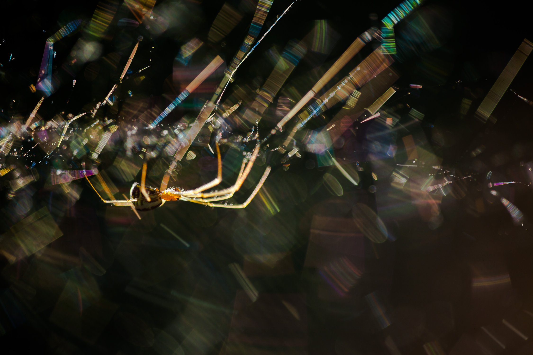 Повелитель нитей