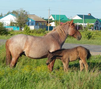 Лошадь с жеребенком