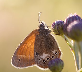 Сенница Гликерион