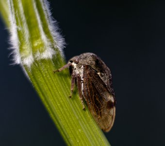 Горбатка Обыкновенная