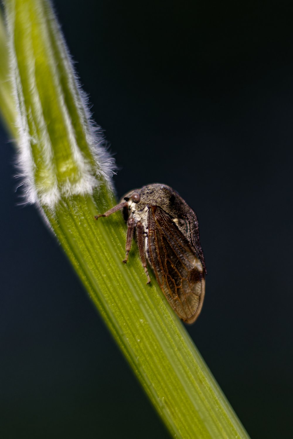 Горбатка обыкновенная