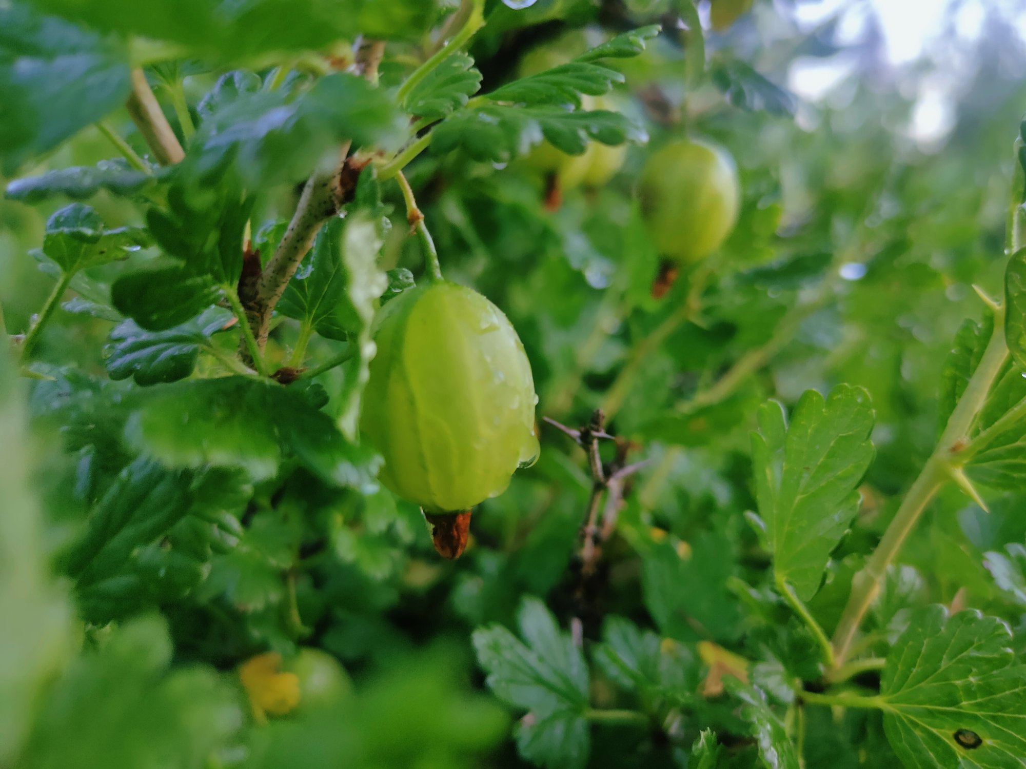 Жизнь крыжовника