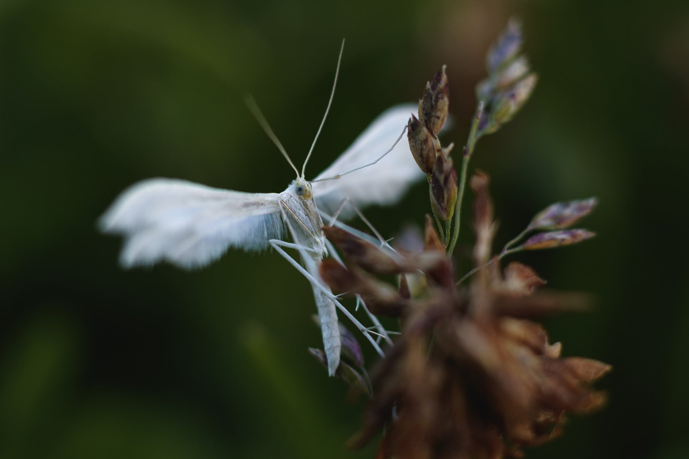 Белый Птерофор