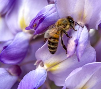 Глициния 💜