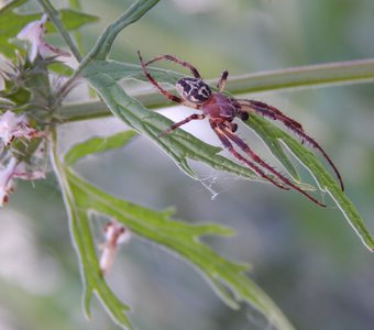 Крестовик роговой