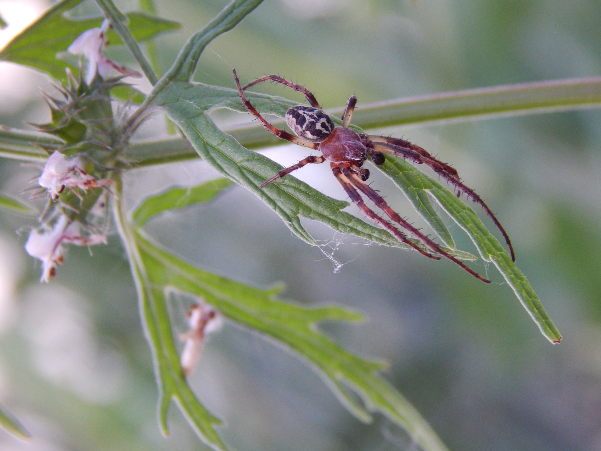 Крестовик роговой