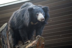 Самый опасный медведь в мире напал на индийского садовника