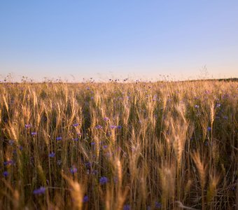 Васильки во ржи