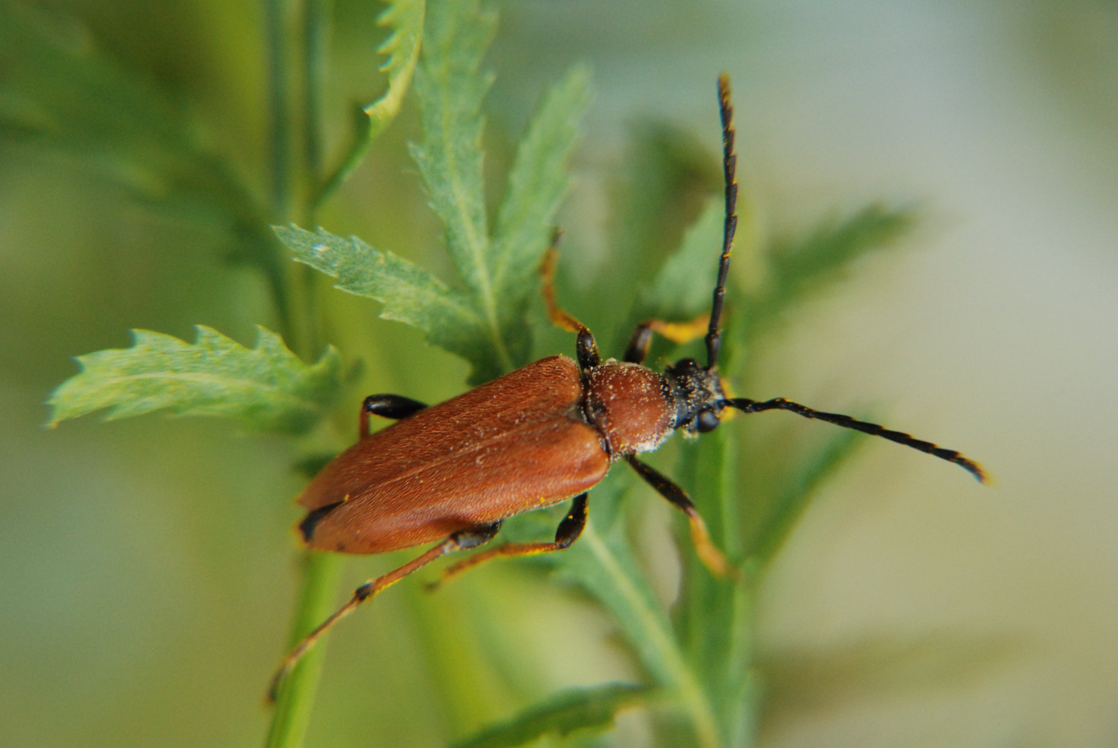 Жук красная лептура из семейства усачей
