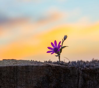 Маленький цветочек