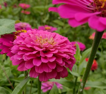 Цинии на даче