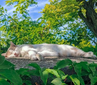 Радуемся лету