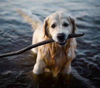 Верный друг