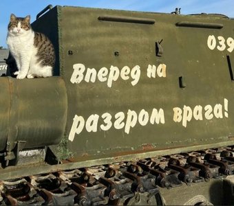 Милый котик