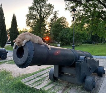 Милый котик