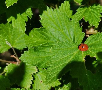 Красота внутри