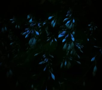 Хоста цветет