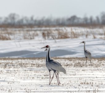 Весна... журавли прилетели.