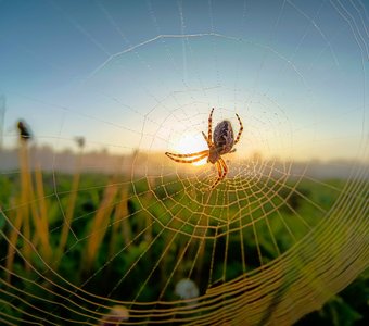 Паутинка в лучах солнца