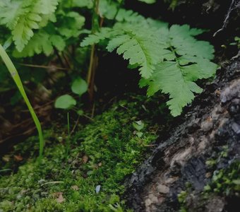 Куда никто не смотрит