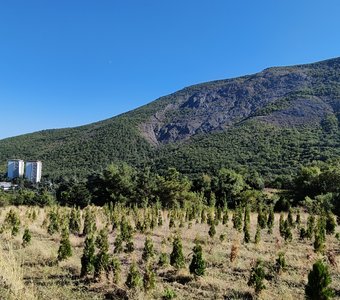 Питомник в горах