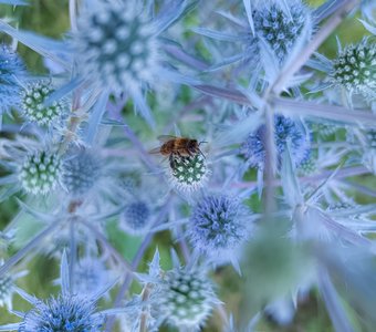 Синеголовник