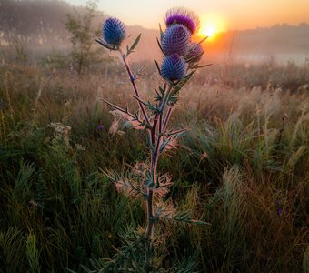 Чертополох