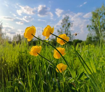 Купальницы